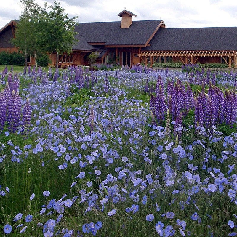 Blue Flax Seeds - Image 5