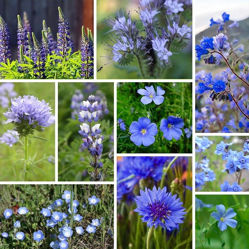 Blue Wildflower Seed Mix - Image 5