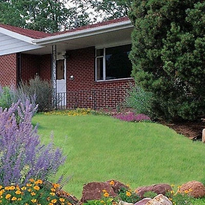 Buffalo Grass Seeds - Image 2