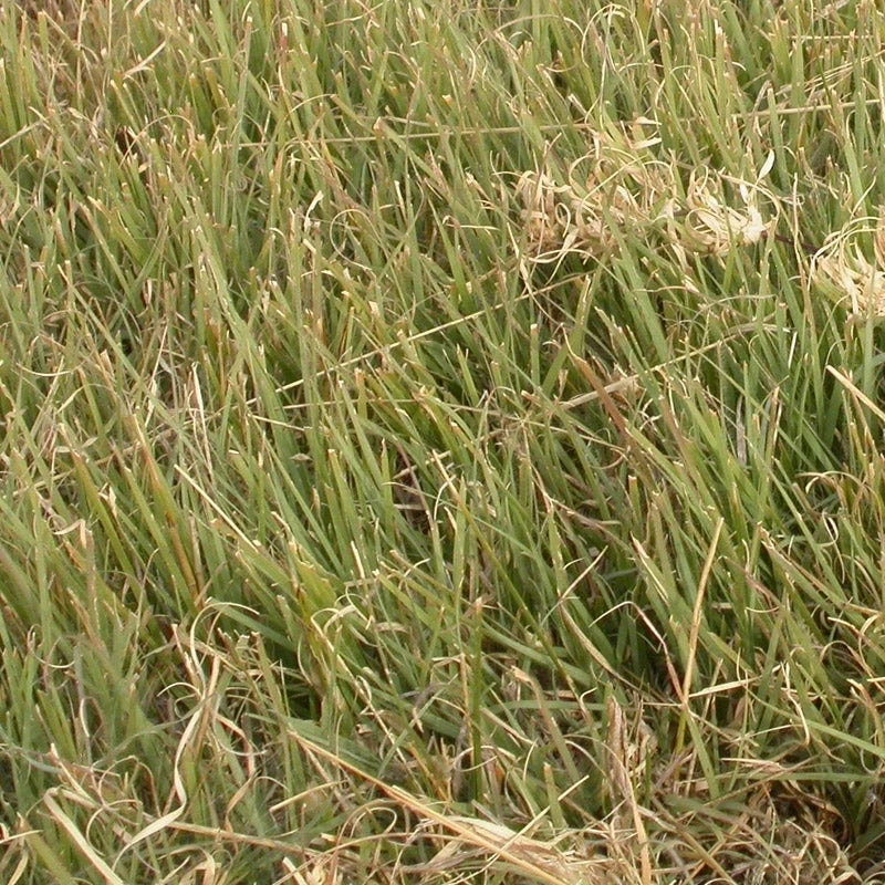 Buffalo Grass Seeds - Image 4