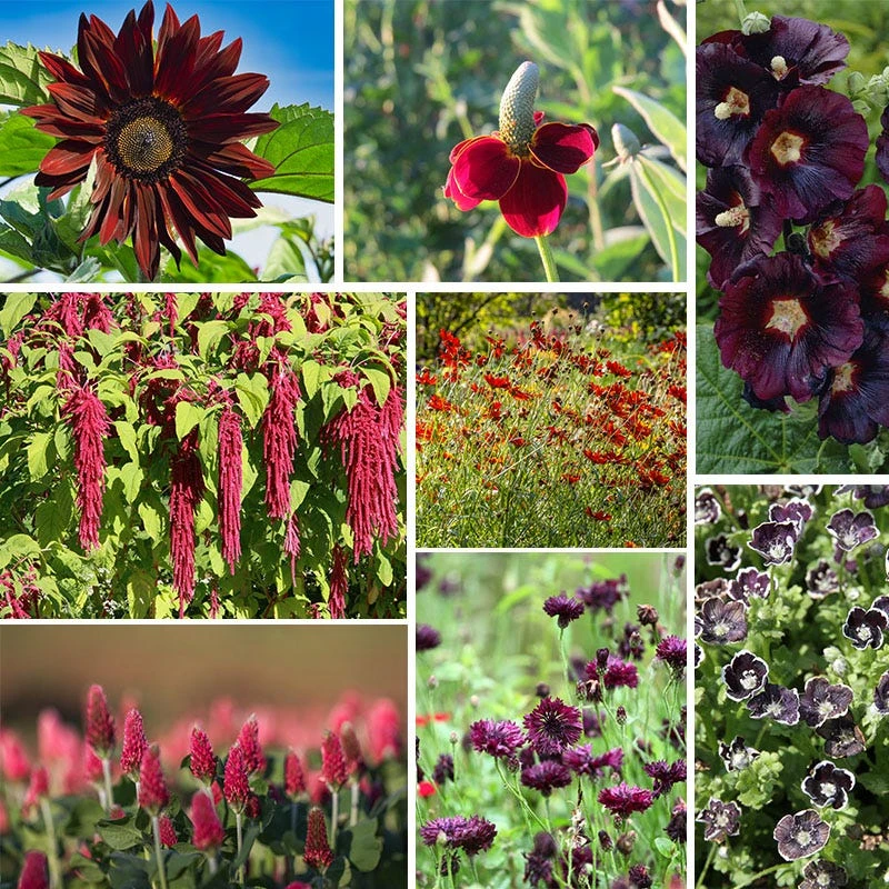 Burgundy Wildflower Seed Mix - Image 5