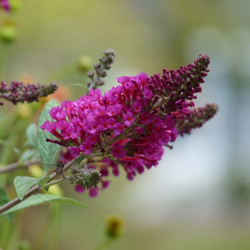 Buzz® Hot Raspberry Butterfly Bush - Image 2