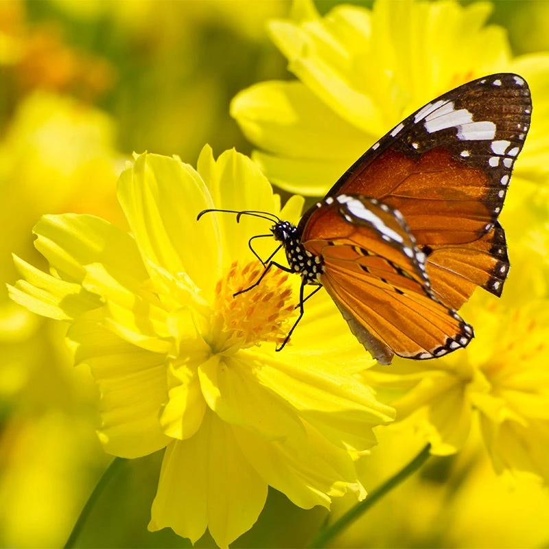 Sulphur Cosmos Seeds Dwarf Lemon - Image 3