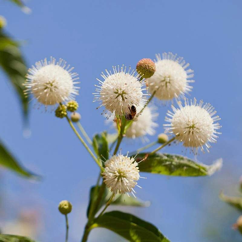 Wet Meadow Wildflower Seed Mix - Image 10