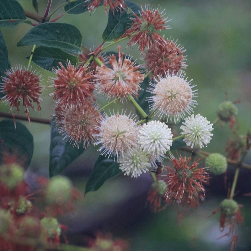 Buttonbush - Image 2