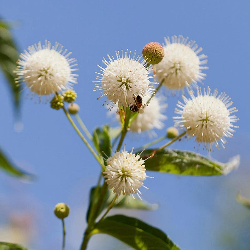 Buttonbush - Image 3