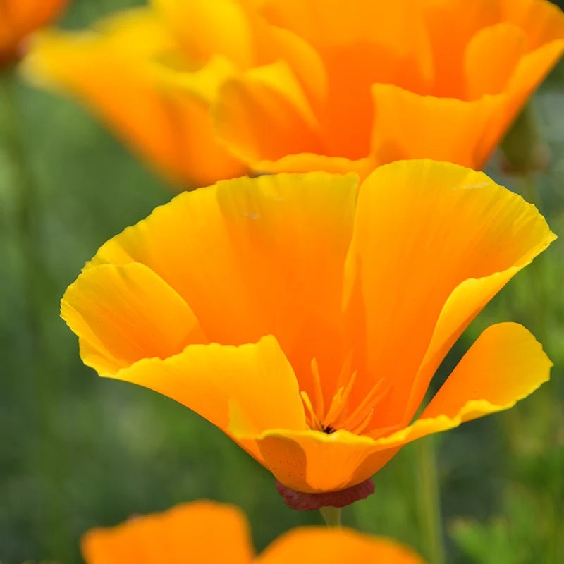 California Poppy Seeds - Image 7
