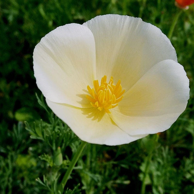 California Poppy Seeds White Linen - Image 4