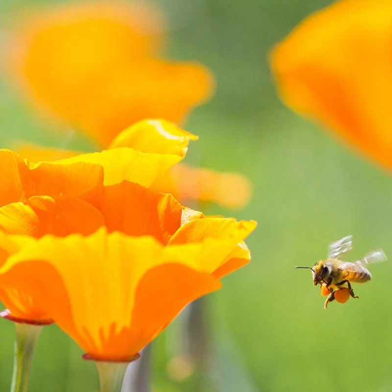 California Poppy Seeds - Image 5