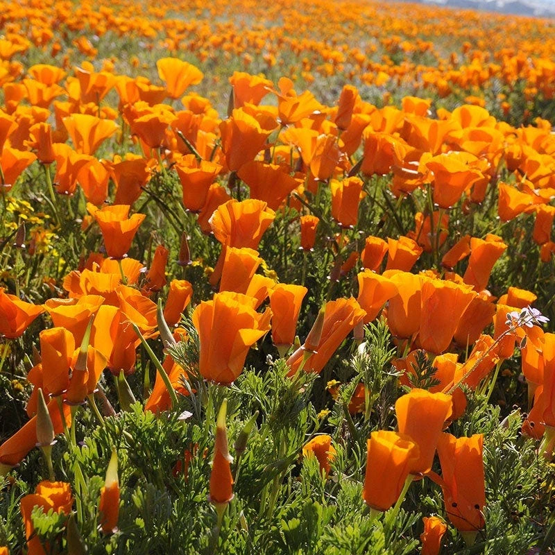 California Poppy Seeds - Image 8
