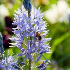 Camassia Lily