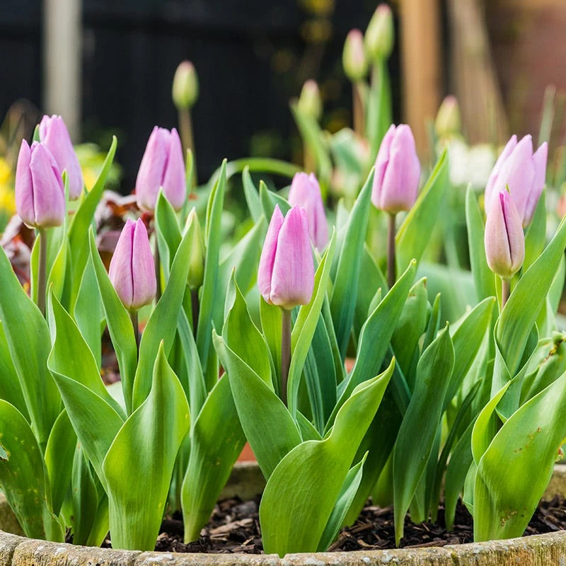 Candy Prince Single Early Tulip