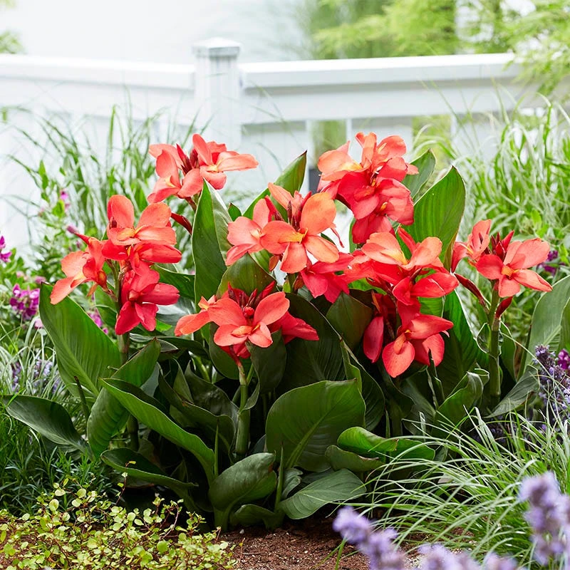 CannaSol™ Happy Isabel Canna Lily - Image 2