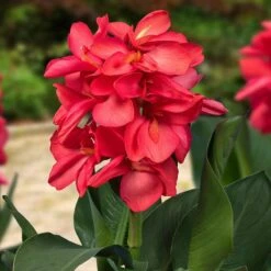 CannaSol™ Happy Isabel Canna Lily