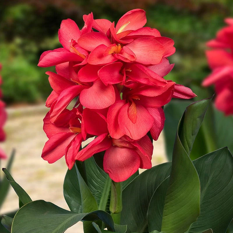 CannaSol™ Happy Isabel Canna Lily