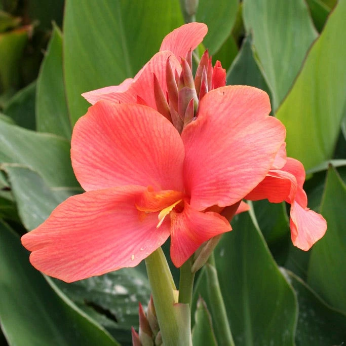 Miss Oklahoma Canna Lily - Image 2