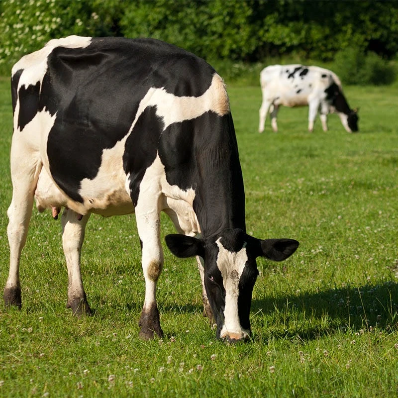 Cattle Grazing Seed Mix - Image 9