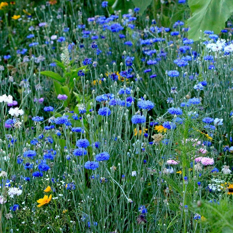 Blue Cornflower Or Bachelor Button Seeds - Image 7