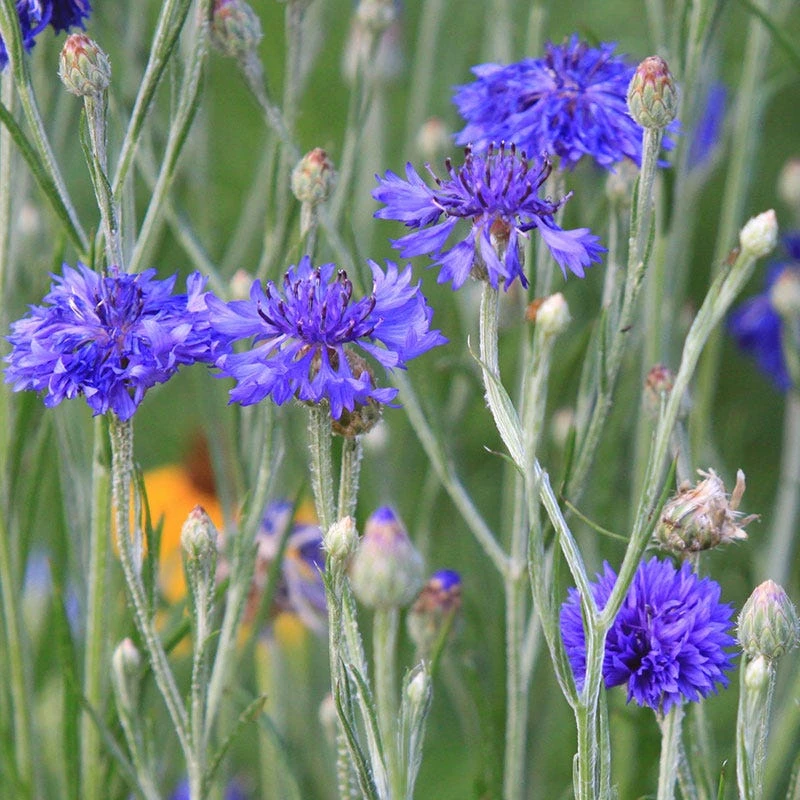 Blue Cornflower Or Bachelor Button Seeds - Image 6