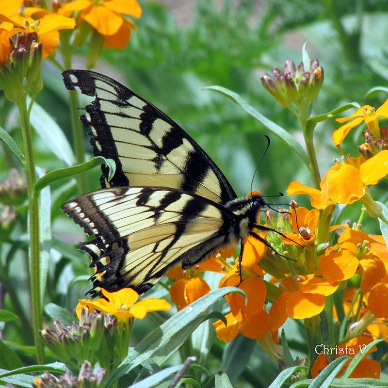 Siberian Wallflower Seeds - Image 3