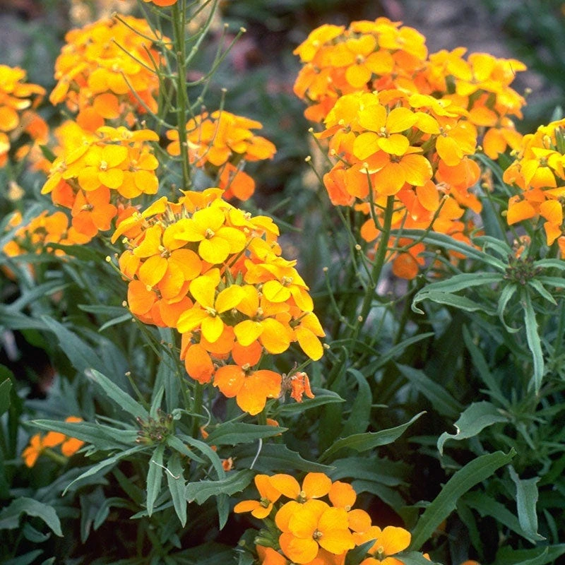 Siberian Wallflower Seeds - Image 5
