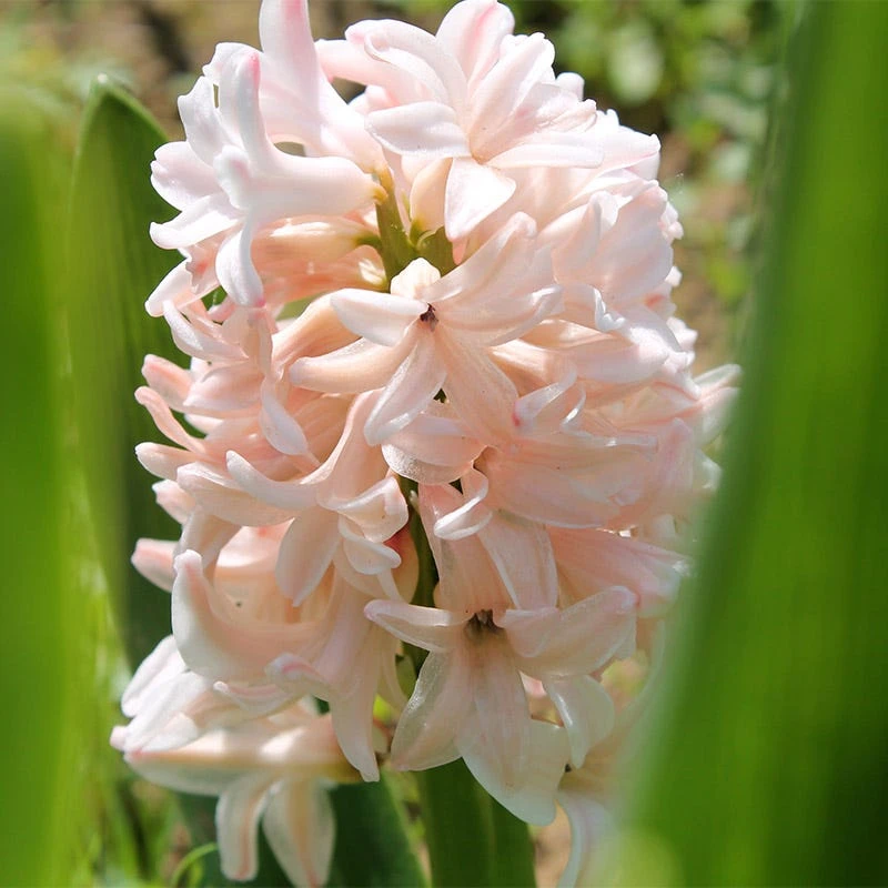 China Pink Hyacinth - Image 2
