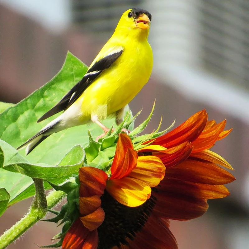 Sunflower Seeds Chocolate Cherry - Image 2