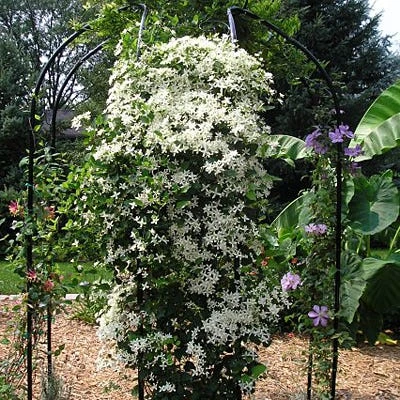 Sweet Autumn Clematis Vine - Image 3