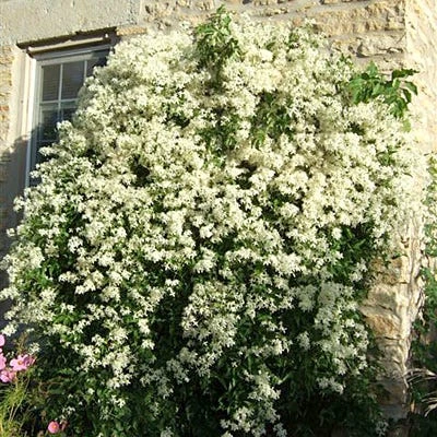 Sweet Autumn Clematis Vine - Image 2