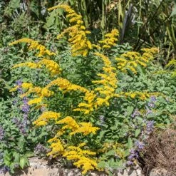 Cliff Goldenrod