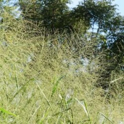 Cloud Nine Switchgrass