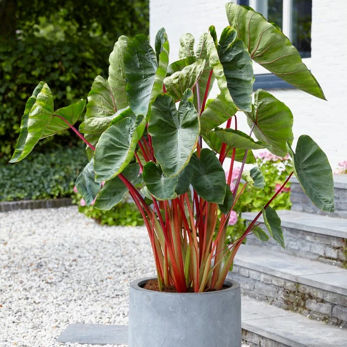 Royal Hawaiian® Hawaiian Punch Elephant Ear - Image 2