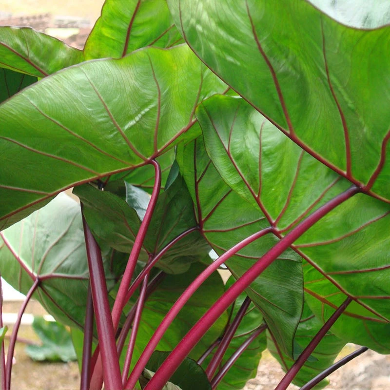 Royal Hawaiian® Hawaiian Punch Elephant Ear - Image 3