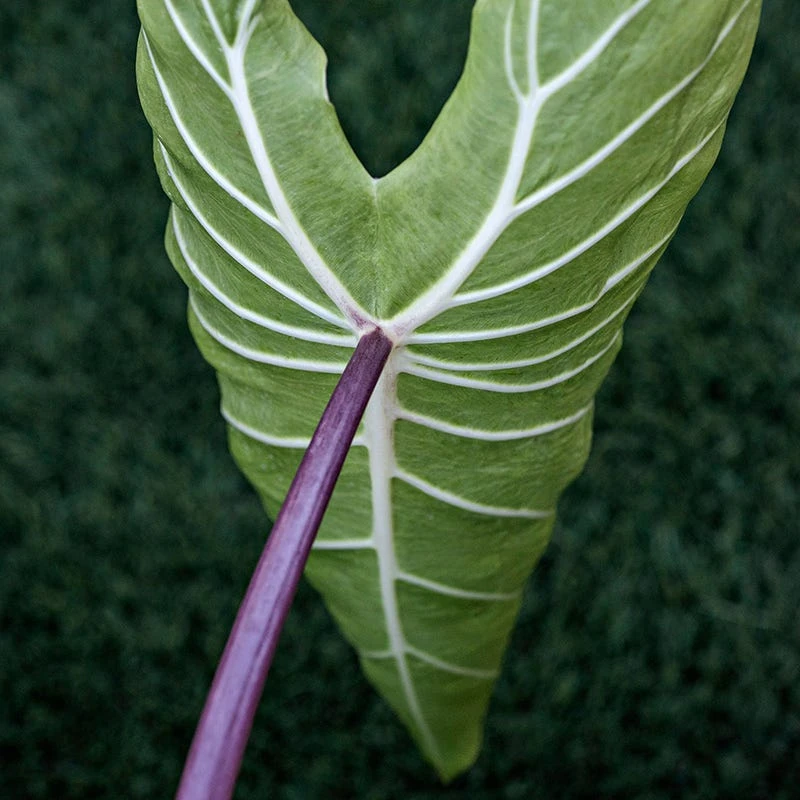 Royal Hawaiian® White Lava Elephant Ear - Image 3