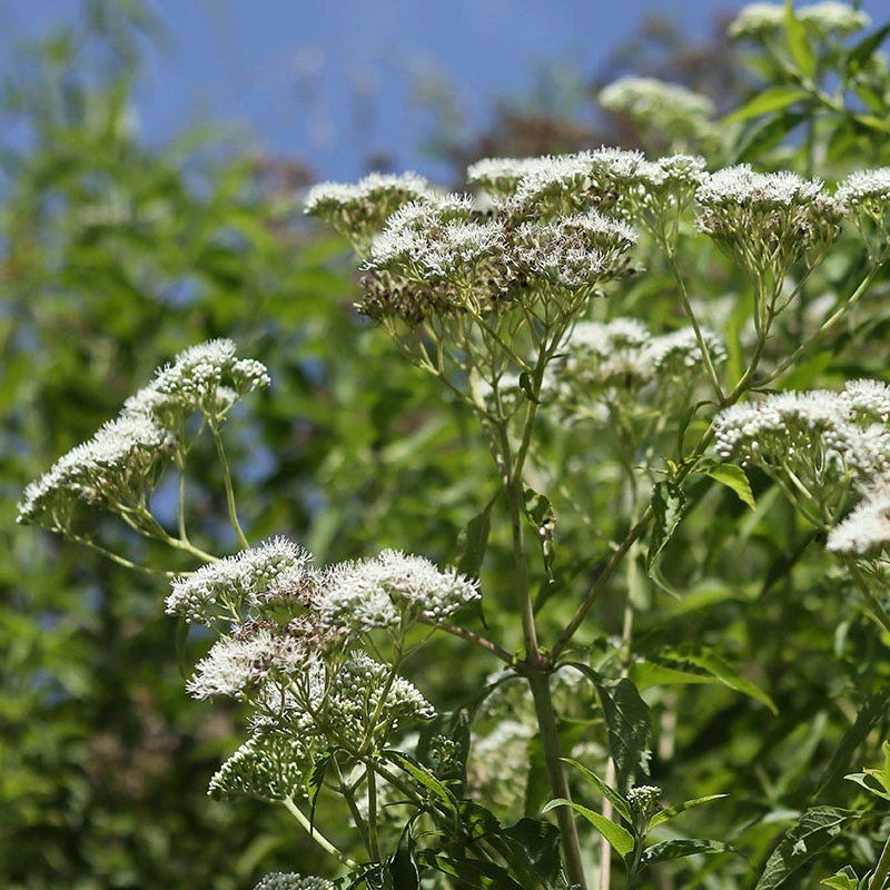 Common Boneset - Image 4