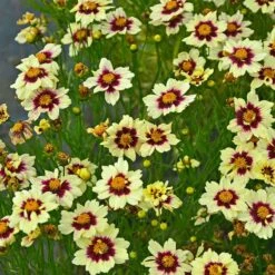 Super Star Coreopsis