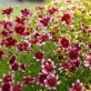 Berry Chiffon Coreopsis