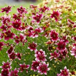 Berry Chiffon Coreopsis