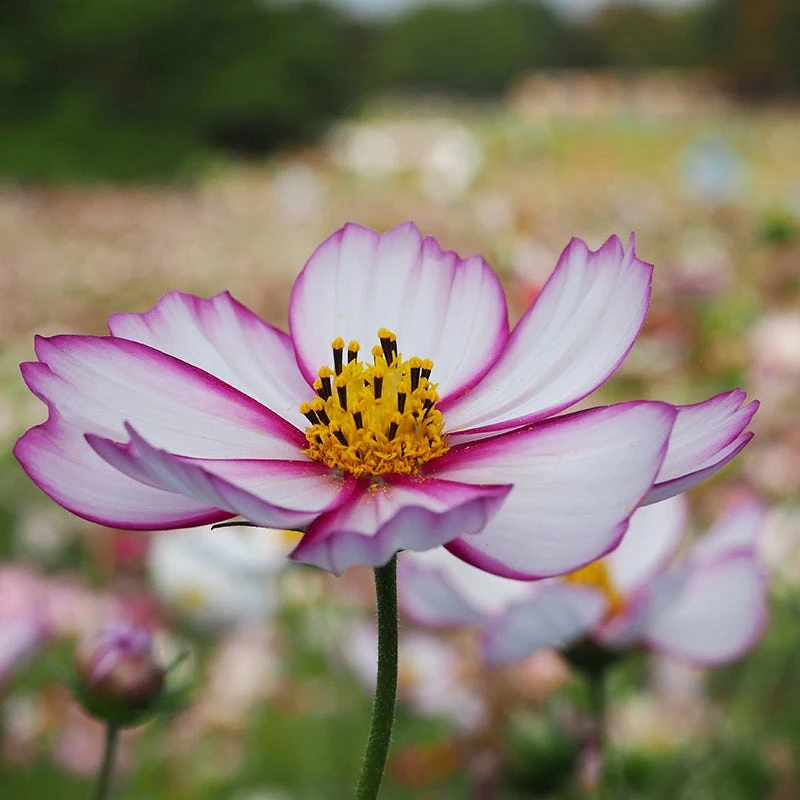Pink Wildflower Seed Mix - Image 2