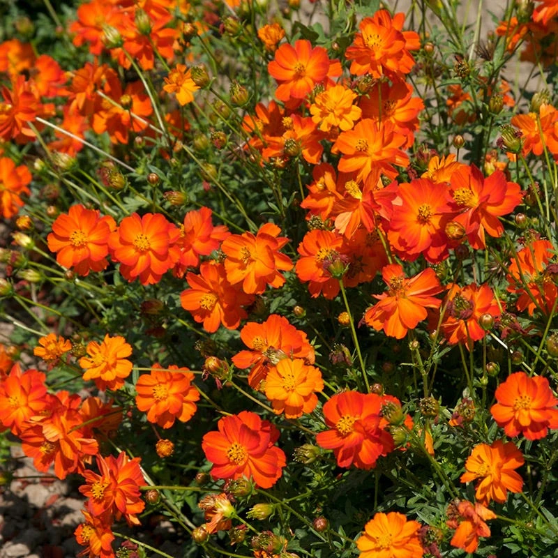 Sulphur Cosmos & Zinnia - Under The Sea Seed Combo - Image 3
