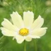 Good Karma Cosmos Seed Collection