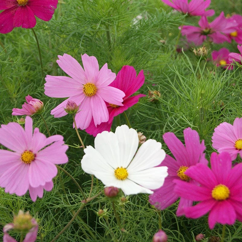 Cosmos Seeds Dwarf Sensation Mix - Early Blooming - Image 4