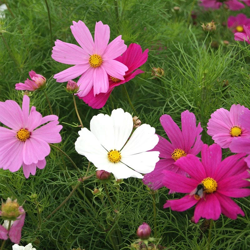 Cosmos Seeds Dwarf Sensation Mix - Early Blooming - Image 5
