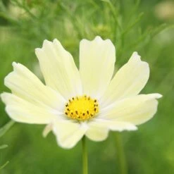 Cosmos Seeds Sunset Yellow