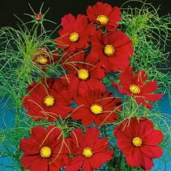 Cosmos Seeds Dazzler