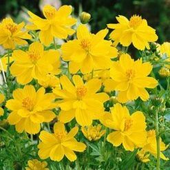Sulphur Cosmos Seeds Dwarf Lemon