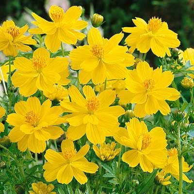 Sulphur Cosmos Seeds Dwarf Lemon