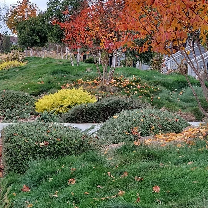 Creeping Red Fescue Grass Seeds - Image 6