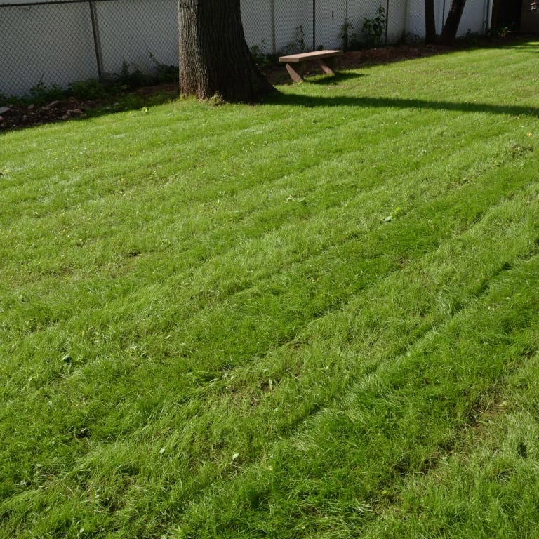 Creeping Red Fescue Grass Seeds - Image 3