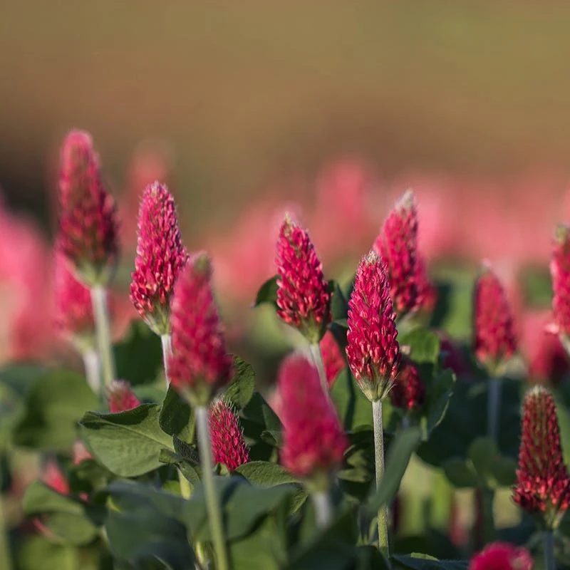 Burgundy Wildflower Seed Mix - Image 4